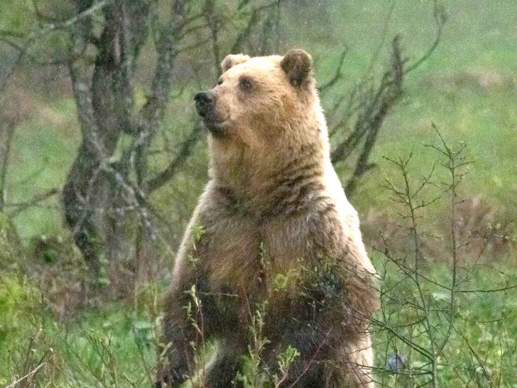 Медведи, национальный парк Башкирия