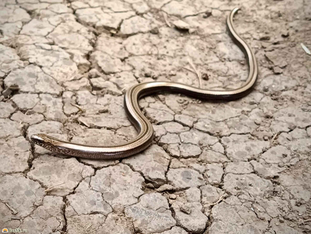 Змея, Большой Кумардак, Башкирия