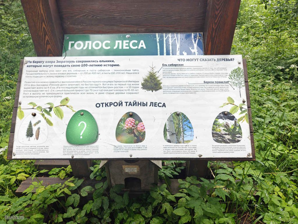 Информационная вывеска на экологической тропе Тайны озера Зюраткуль