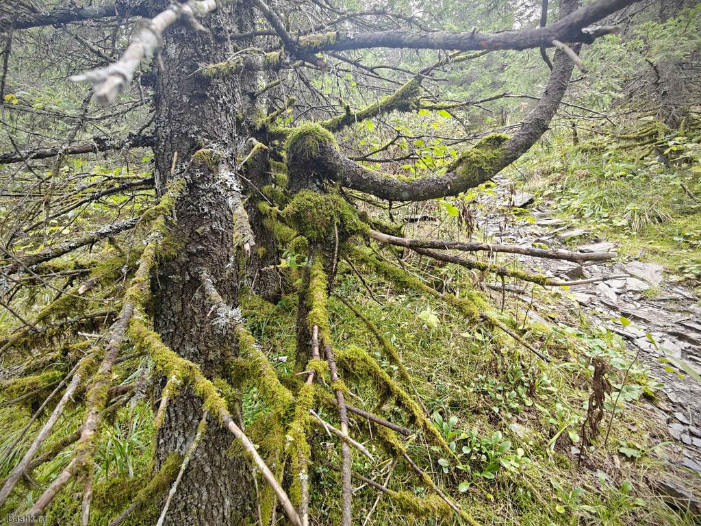 Деревья Зюраткуль, Челябинская область